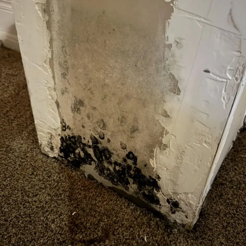 Professional Mold Removal in Belmont, CA